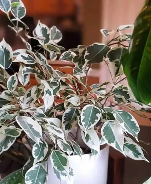 Ficus benjamina em vaso