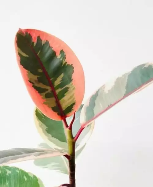 Ficus ruby com folhas rosadas