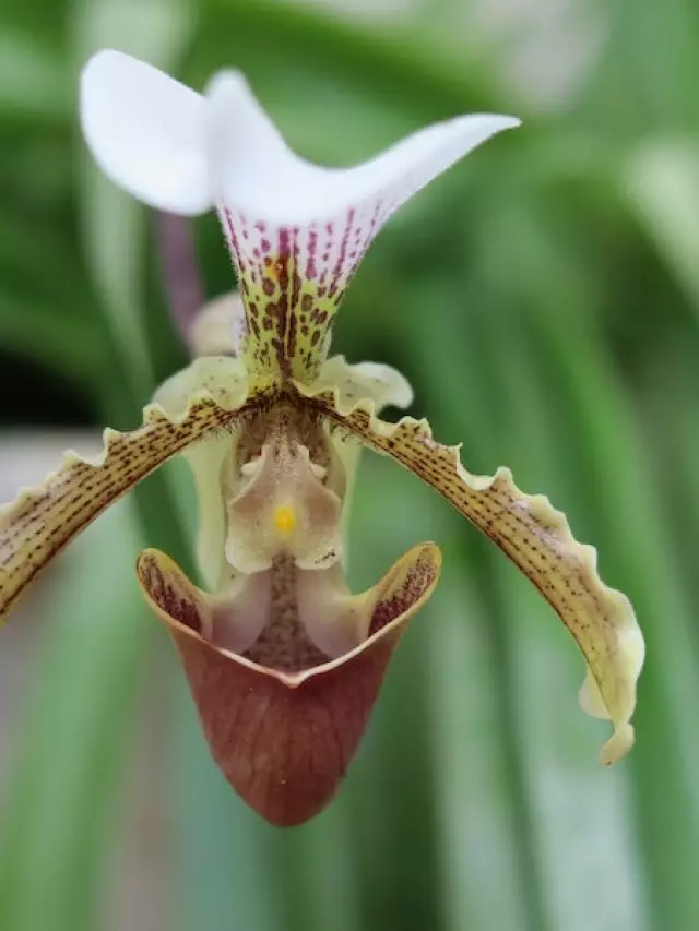 Orquídea sapatinho: dicas e cuidados para sempre florir. - Petalas e Flores