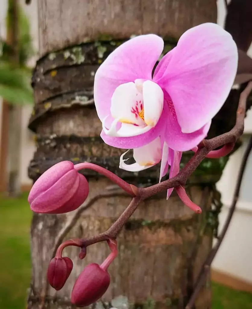 Orquídea Borboleta: 2 cuidados para o desenvolvimento da Phalaenopsis.