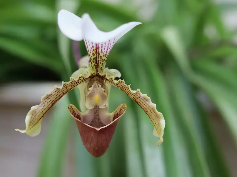 Orquídea sapatinho: 4 dicas para ter em casa.