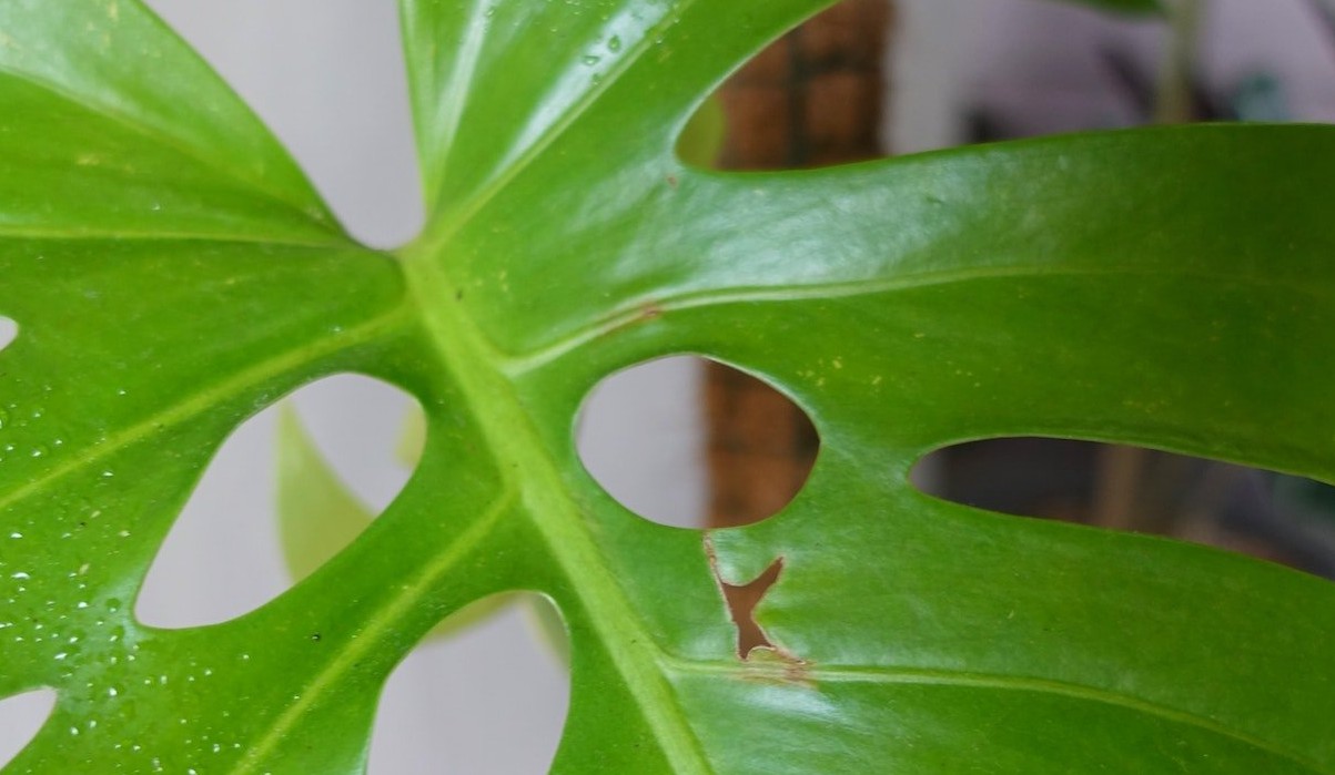 Costela de Adão: Uma planta tropical que combina beleza e praticidade