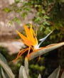 Ave do Paraíso (Strelitzia reginae): características, significados e dicas para o cultivo.