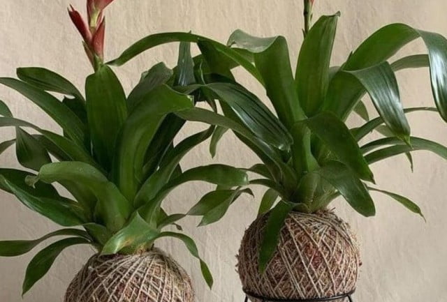 Bromélia Vriesia: planta exótica e tropical