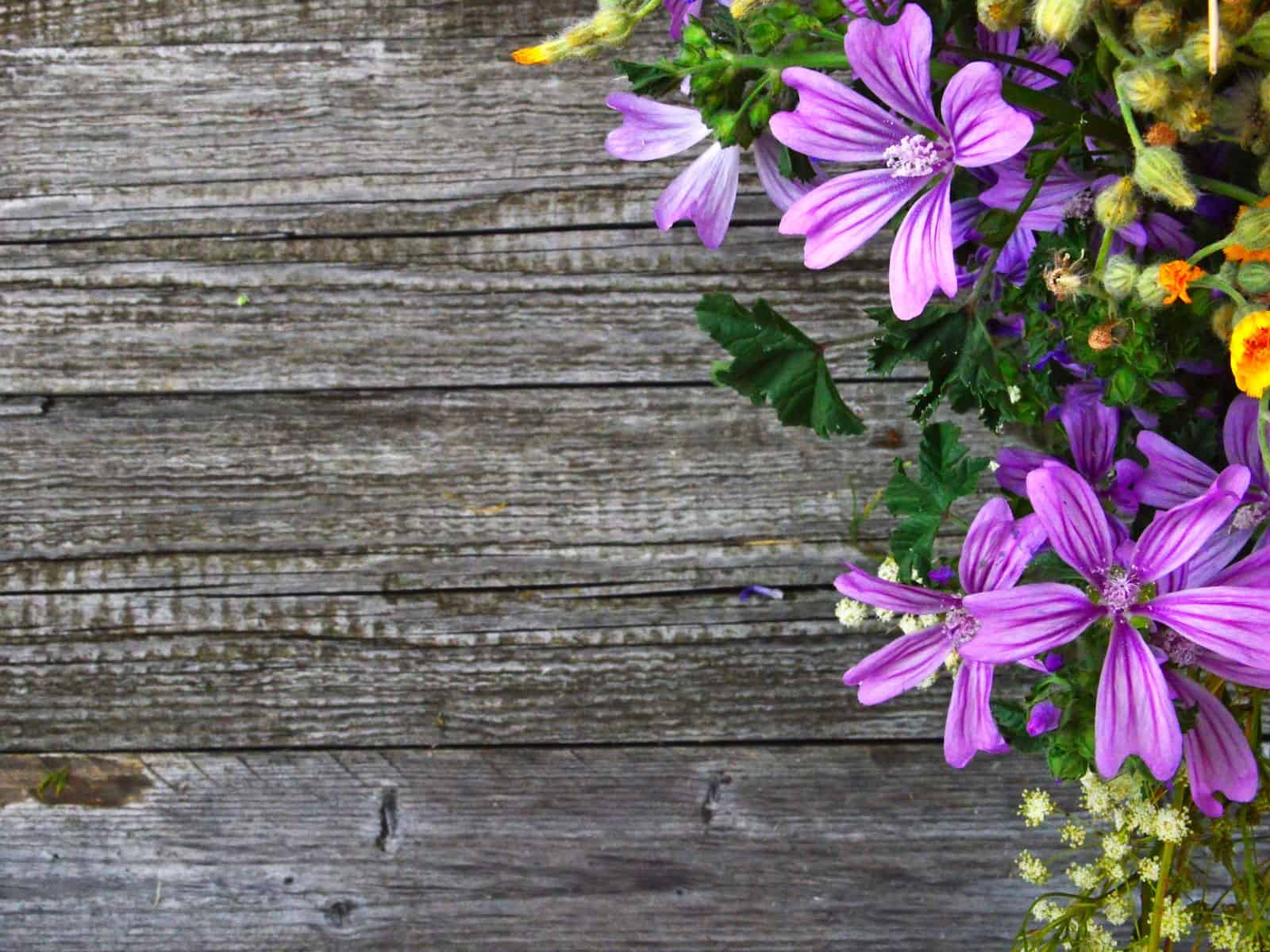 4 flores da primavera que trazem boas energias