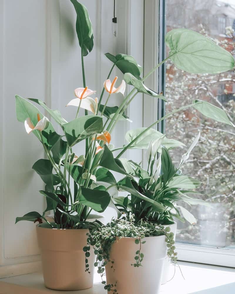 plantas da primavera