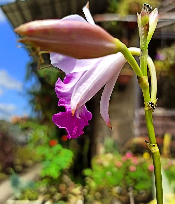 Orquídea bambu
