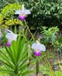 Orquídea bambu: como cultivar essa planta exótica e encantadora?