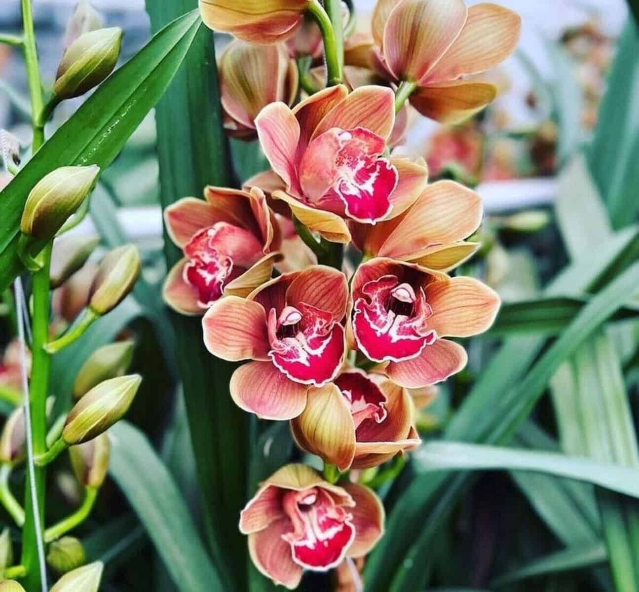 Orquídea Cymbidium: Beleza exótica e cultivo simples.