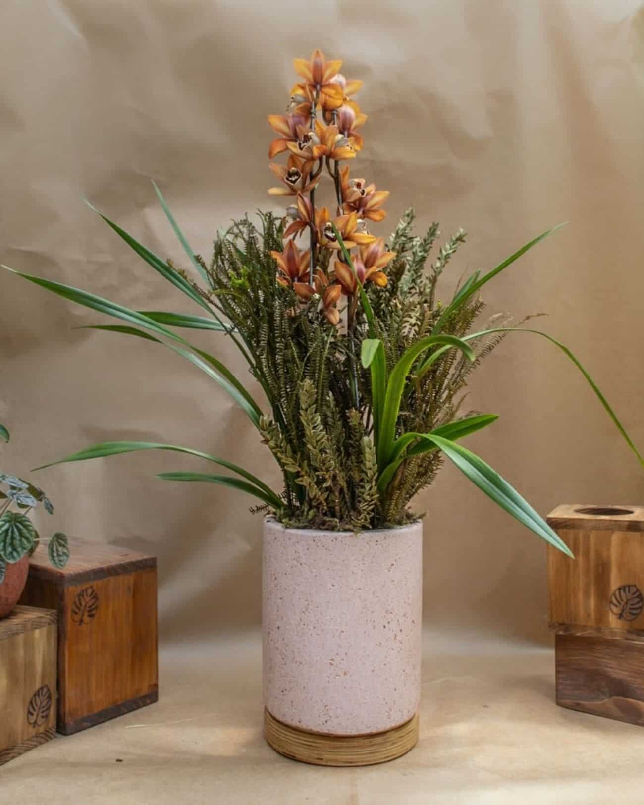 Orquídea Cymbidium: saiba como cuidar e fazer florir com 3 dicas.