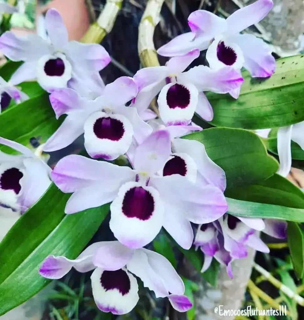 Orquídea olho de boneca (Dendrobium): características e cuidados.