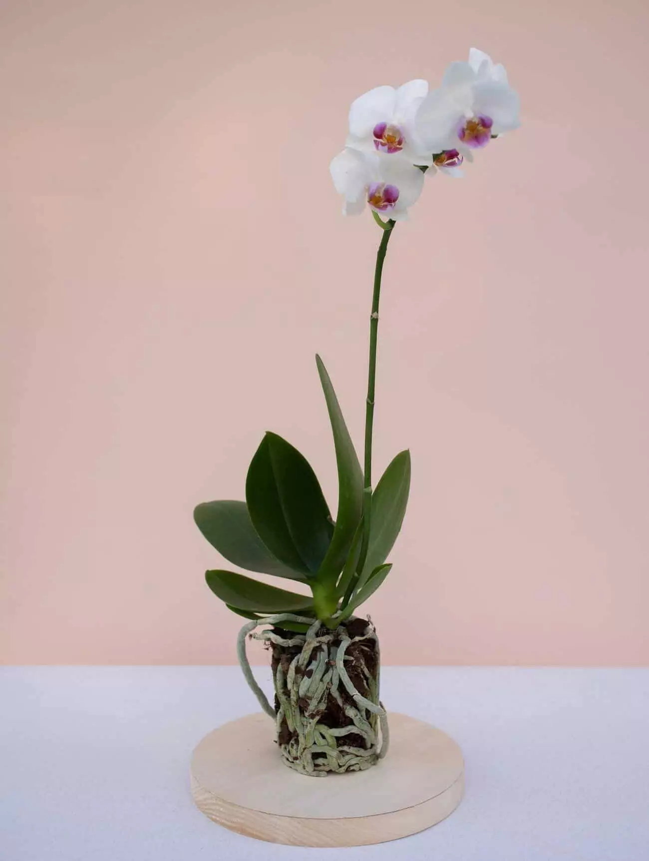 Orquídea olho de boneca (Dendrobium): características e cuidados.