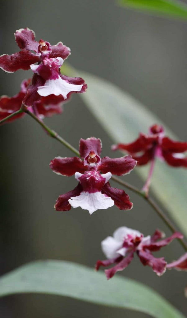 Orquídea oncidium
