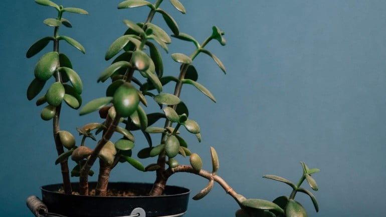 Suculenta jade: características +3 dicas para cultivar a “planta da fortuna”.