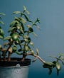 Suculenta Jade: Guia Completo de Cultivo e Benefícios