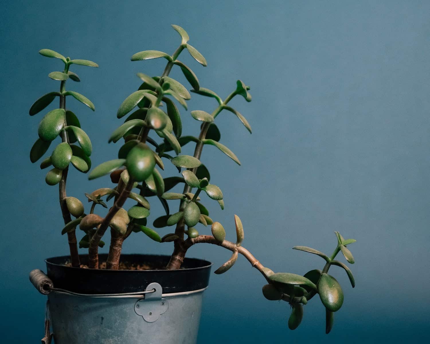 Suculenta jade: características +3 dicas para cultivar a “planta da fortuna”.