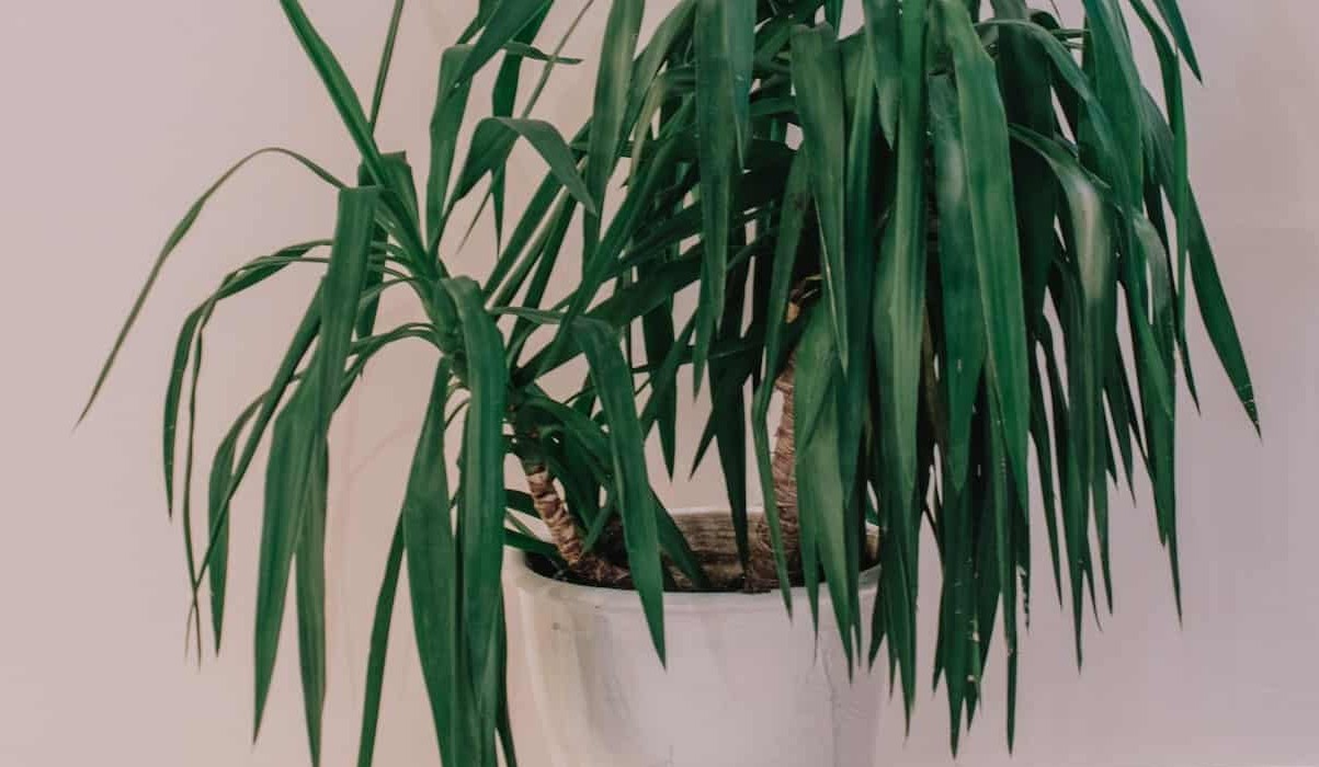 Descubra os segredos da Yucca: a planta versátil que encanta no paisagismo