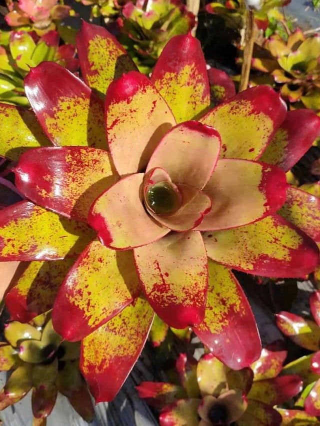 Bromelia Neoregelia: ornamental e muito popular