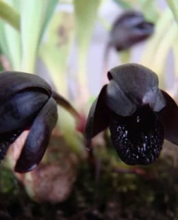 Orquidea negra