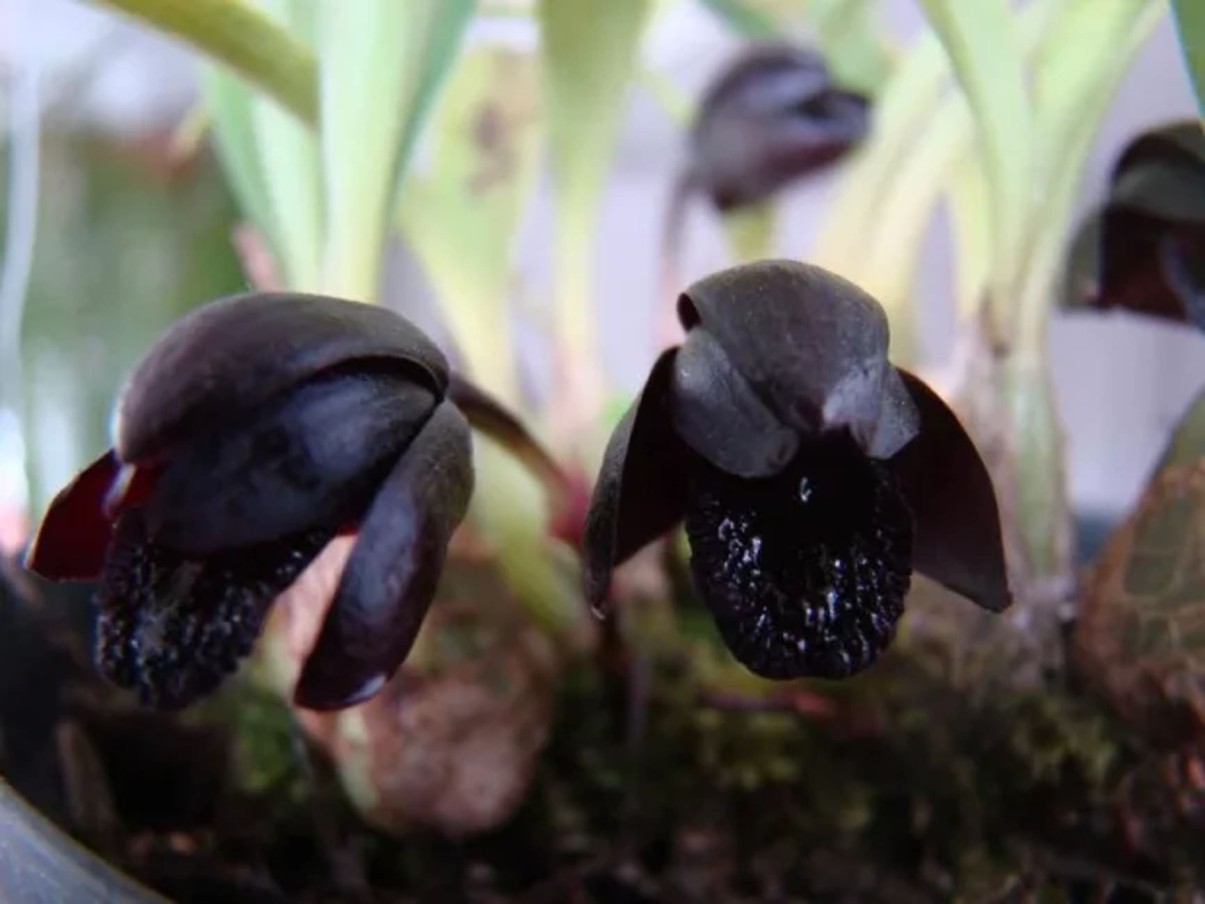 Orquídea Negra: como cultivar a rara e fascinante Maxillaria schunkeana