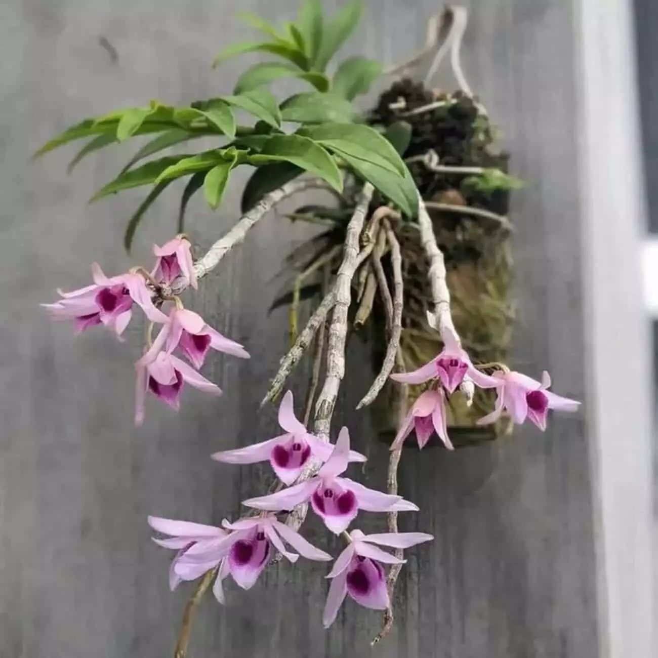 Orquídea vanda: 4 cuidados para garantir sua floração.