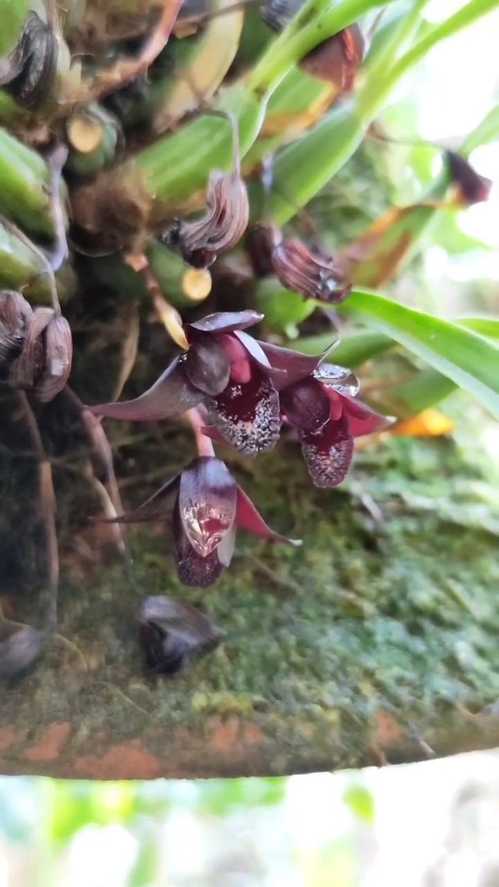 Conheça a linda orquídea negra e suas características. - Petalas e Flores