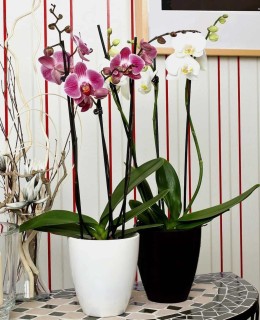 orquideas phalaenopsis