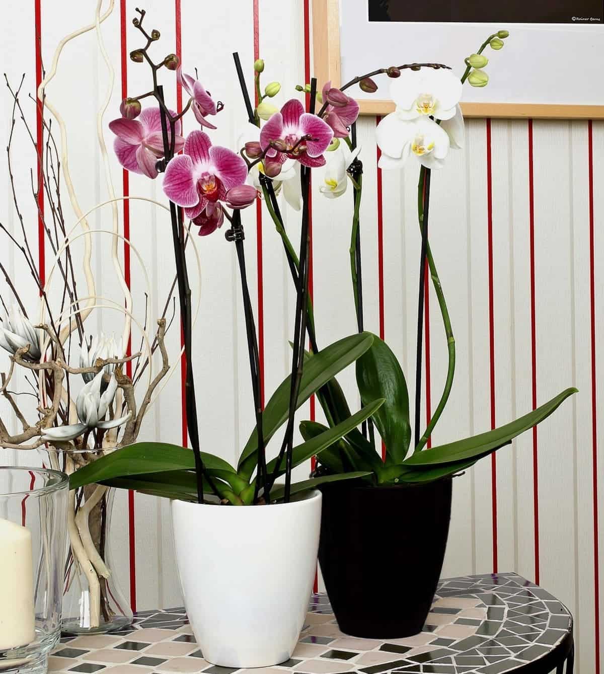 Orquídeas phalaenopsis: como cuidar da popular orquídea borboleta?