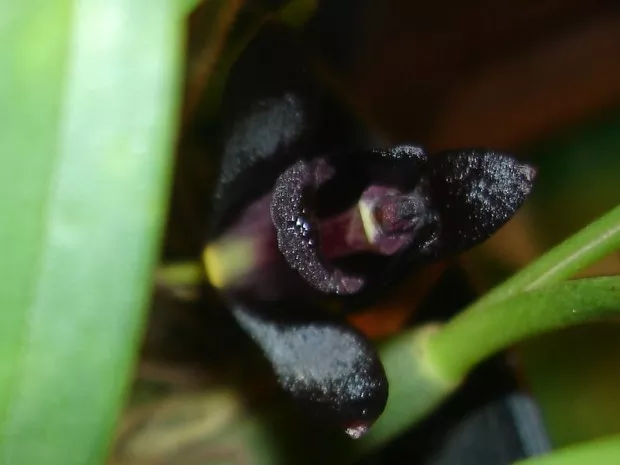 orquideas negras 1