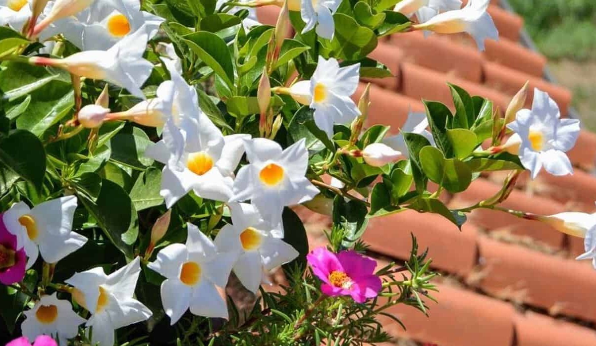 Cultive Dipladenia e tenha um jardim florido e vibrante: Guia prático para iniciantes