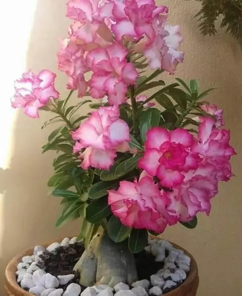 Rosa do deserto: uma planta exótica e bela.