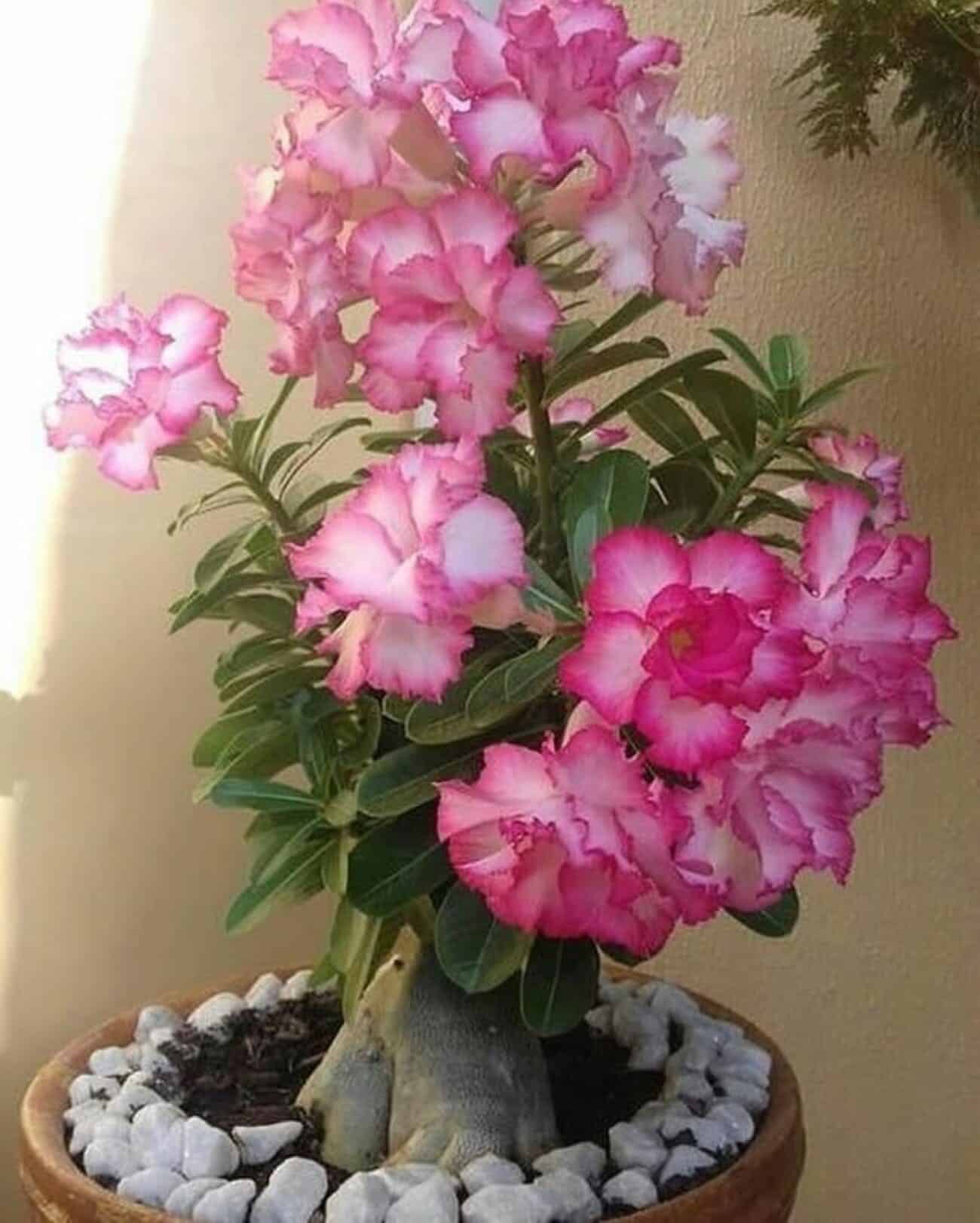 Rosa do deserto: uma planta exótica e bela.