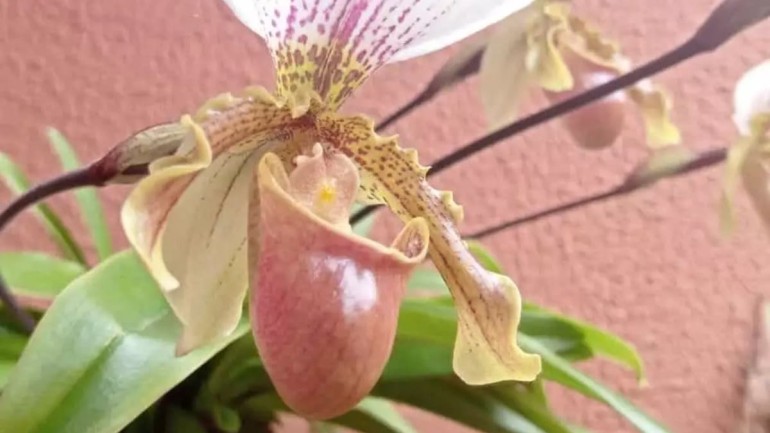 Orquídea Sapatinho: Beleza e Elegância no Seu Jardim
