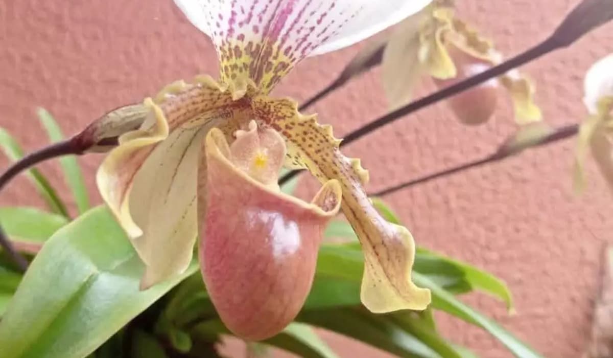 Orquídea Sapatinho: Beleza e Elegância no Seu Jardim