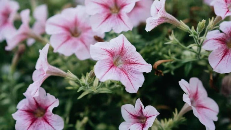 Petúnia: conheça essa flor colorida e fácil de cultivar