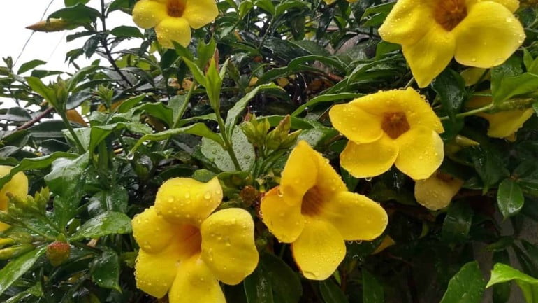 Flor alamanda: características, variedades, significados e dicas para o cultivo.