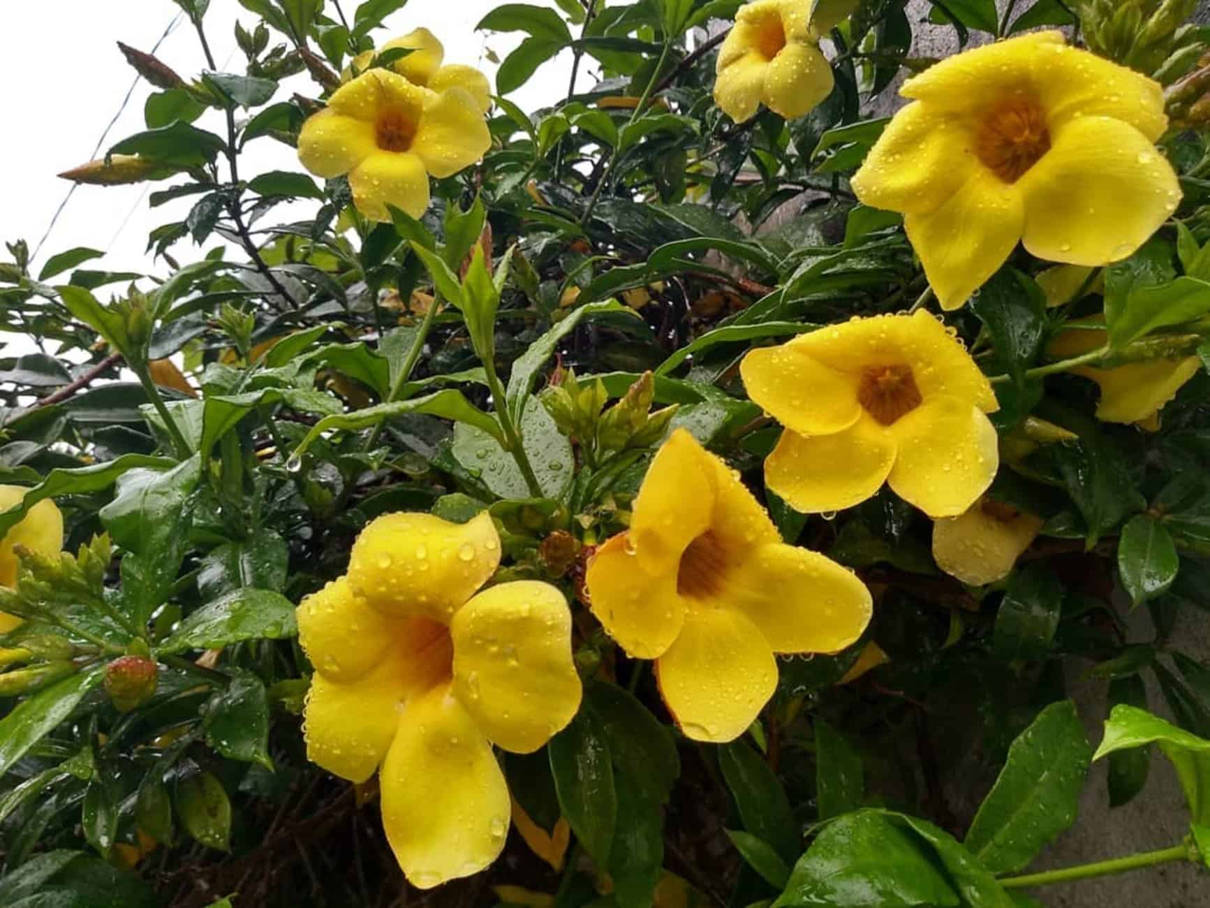 Flor alamanda: cores, floração +3 cuidados para seu cultivo.