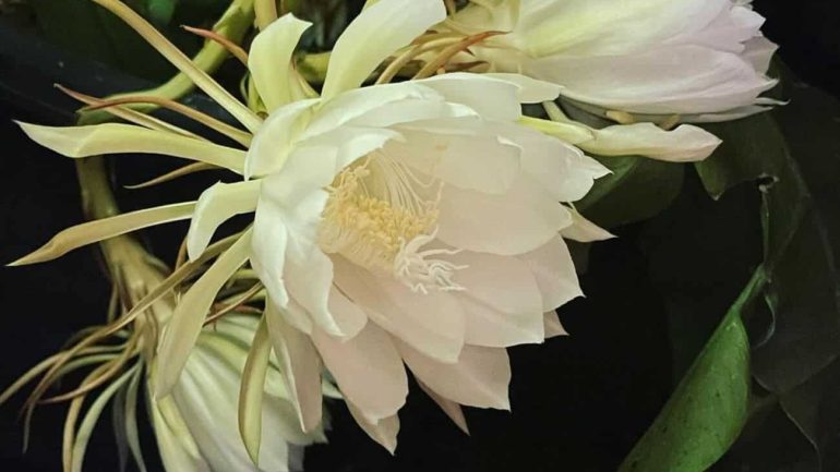 Dama da Noite (Epiphyllum oxypetalum): Beleza e Perfume que Florescem ao Anoitecer