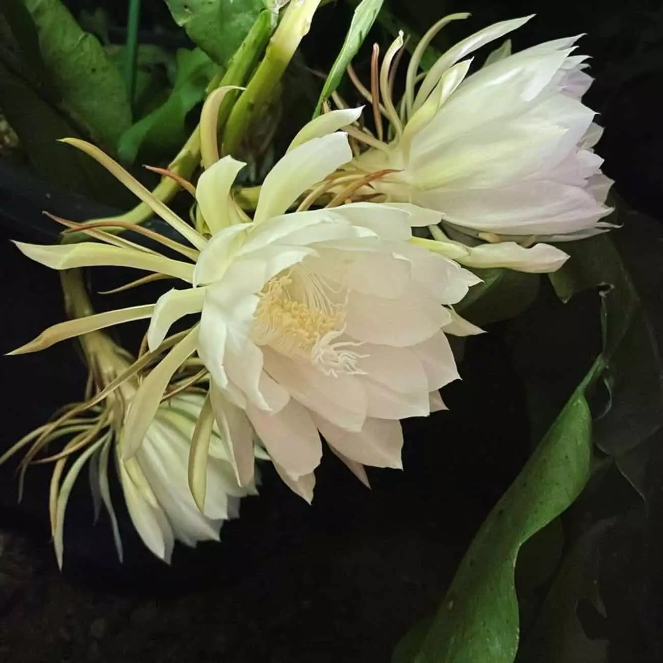 Dama da Noite (Epiphyllum oxypetalum): Beleza e Perfume que Florescem ao Anoitecer