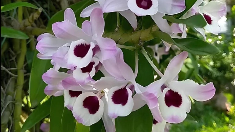 Orquídea Dendrobium: características e dicas essenciais para o cultivo da “olho de boneca”.