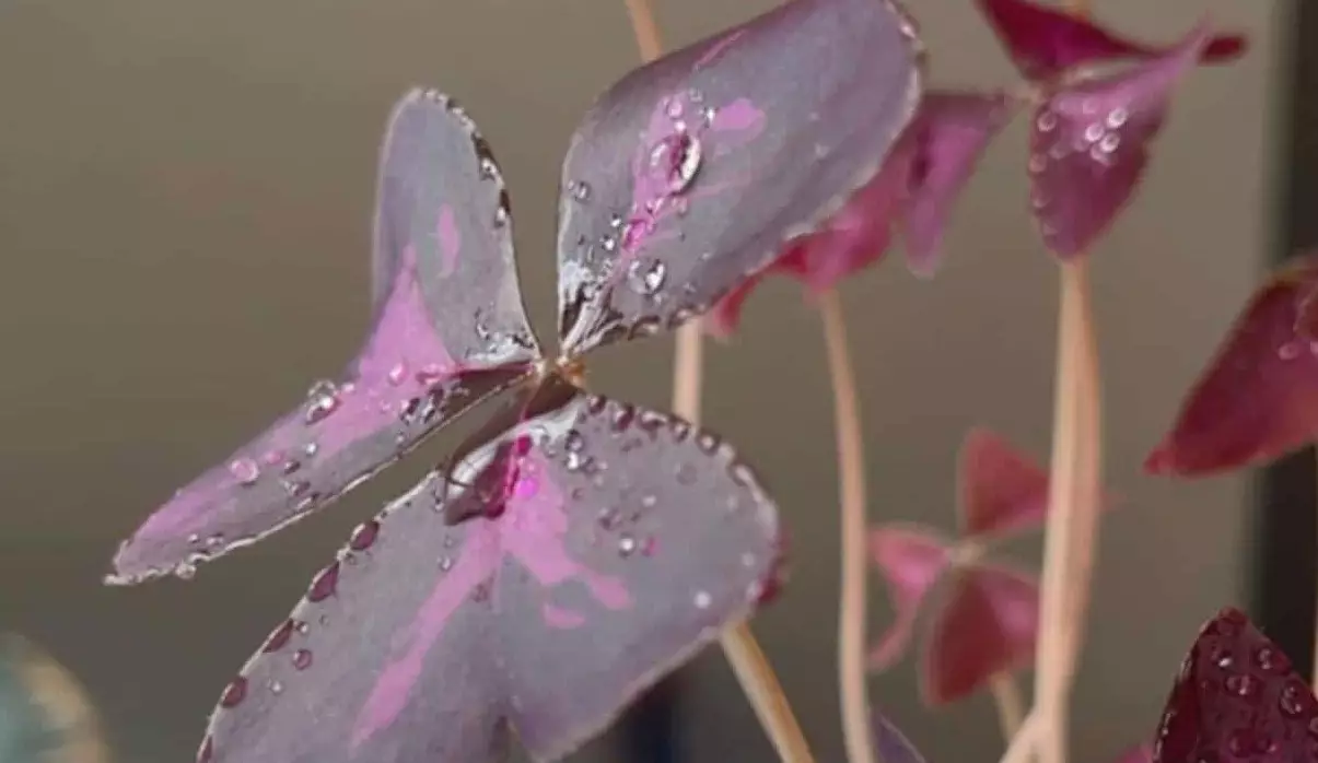Trevo Roxo (Oxalis triangularis): Beleza e Versatilidade para seu Jardim