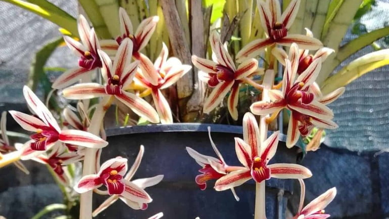 Orquídea Cymbidium aloifolium: Beleza e Elegância em Seu Jardim