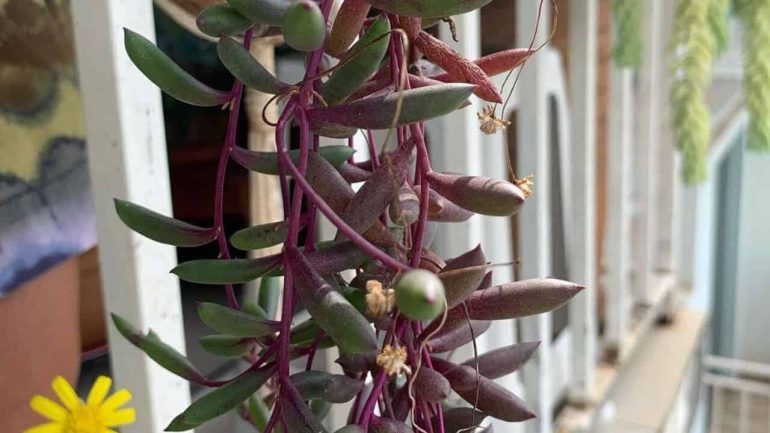 Suculenta colar de rubi (Othonna capensis): 3 dicas para cultivar essa linda suculenta.