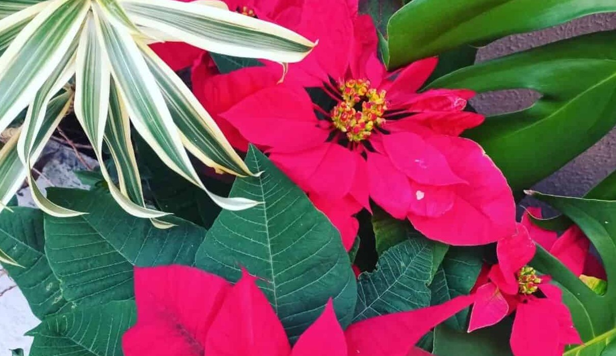 Poinsetia: Como Cuidar da Flor do Natal