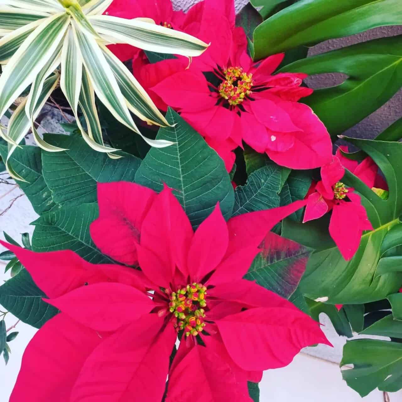 Poinsetia (Euphorbia pulcherrima): características +3 cuidados para o cultivo da “flor do Natal”.