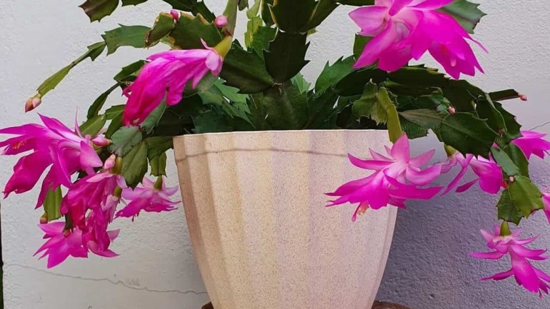 Flor de maio (Schlumbergera truncata): características +3 dicas p/ o cultivo.