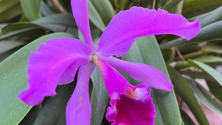 Orquídea Cattleya: Beleza e Perfume em Seu Jardim