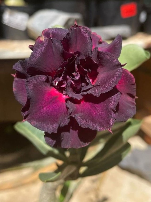 Rosa do deserto negra: uma planta rara e exótica que você precisa conhecer