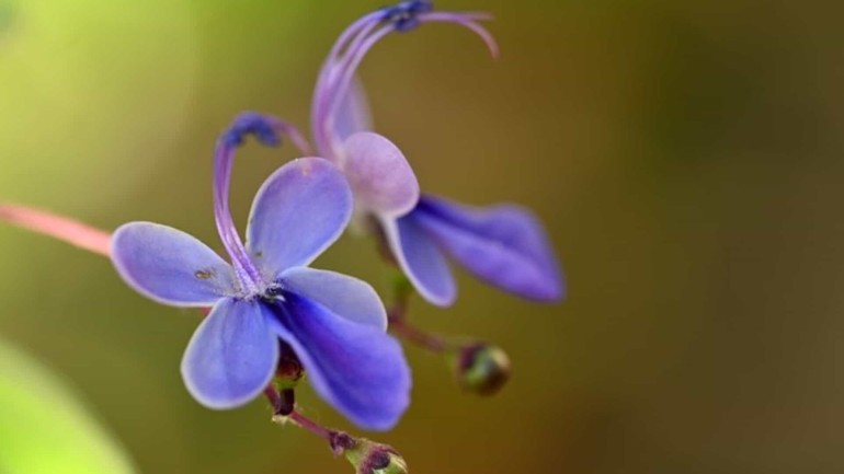 Flor Borboleta: a beleza da natureza em forma de flor