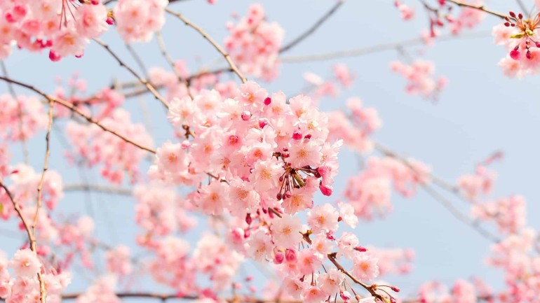 Flor de cerejeira: a beleza da primavera. 3 dicas para o cultivo.